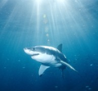 Как акулите използват закона на Ом и теорията на вероятностите